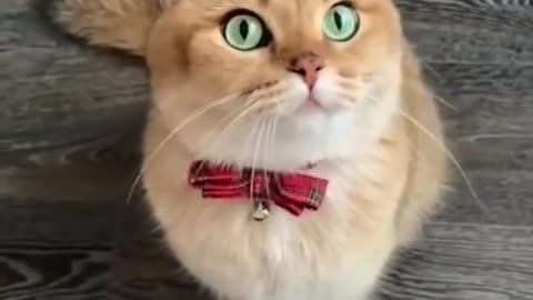 Cute kitten funny_video😍_Best Cat funny video#pets#shorts