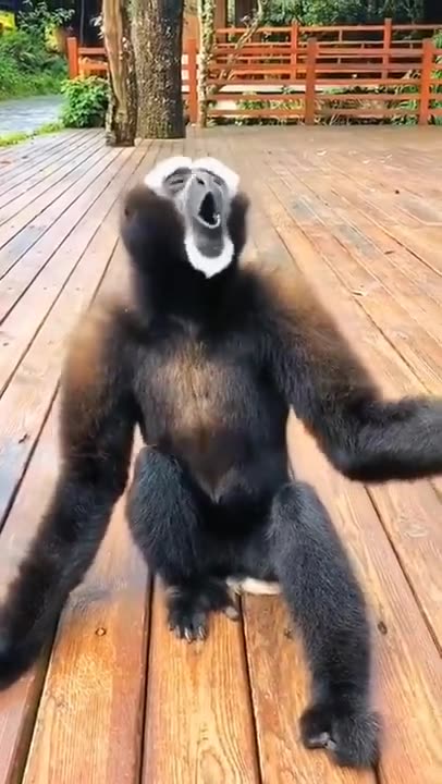 the voice of the cuckoo