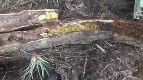 Fallen tree hive