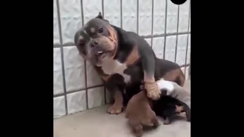 Cute bulldog and her babies