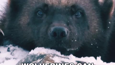 Wolverine: The Aggressive Predator"