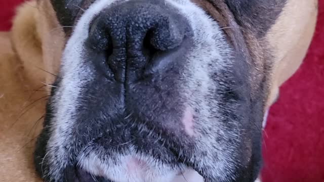 Boxer lip flick