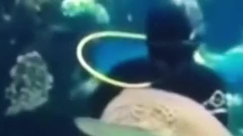 News Break: pet shark