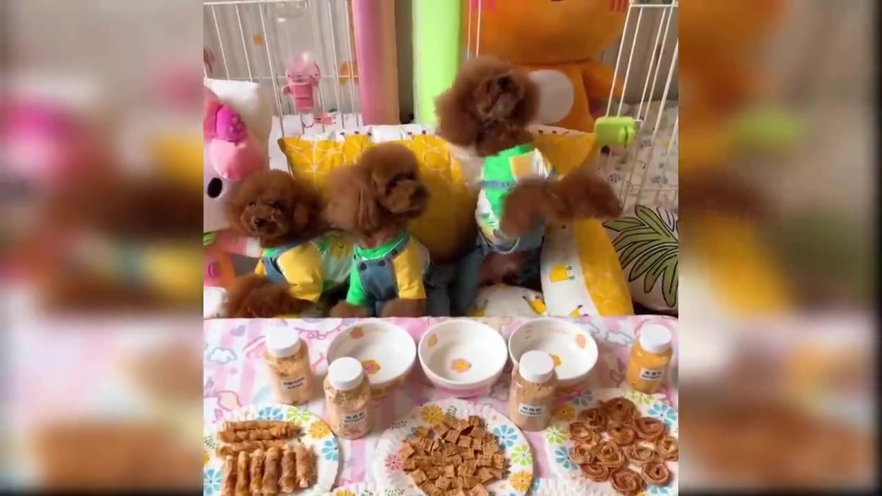 Funny Cat and Dog Videos That Will Make Your Day