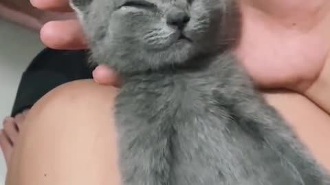 #puppycute #cutepuppy #cutecat #fyp The Best cats of 2022