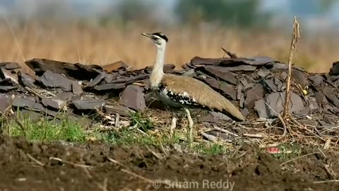 Wildlife in Closer View with natural perspective.