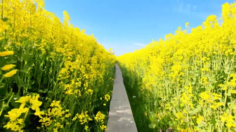 Canola flowers are also very beautiful, canola season, healing landscape