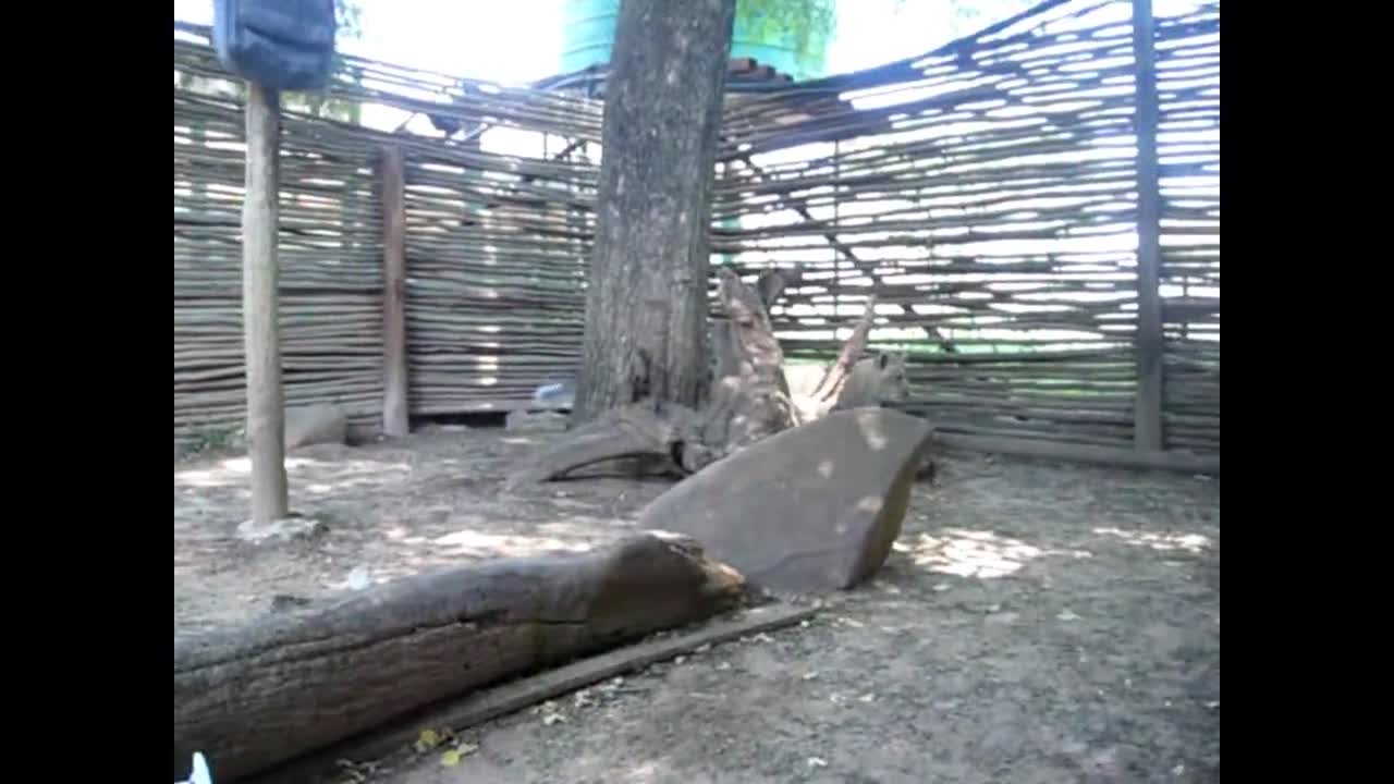 Hiena y león bebé comparten una amistad única