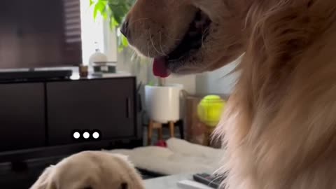 Puppy woke up and chose violence 👹 #puppy #dogs #goldenretriever #dogshorts #puppyvideos #puppies