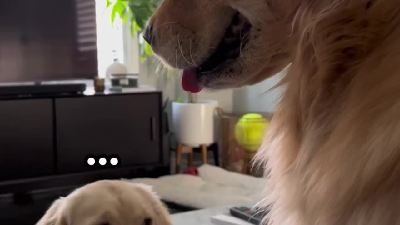 Puppy woke up and chose violence 👹 #puppy #dogs #goldenretriever #dogshorts #puppyvideos #puppies