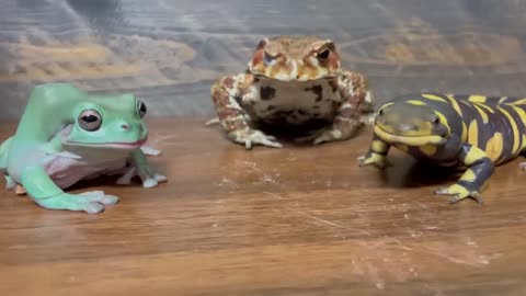 Frog and salmdar eating speed