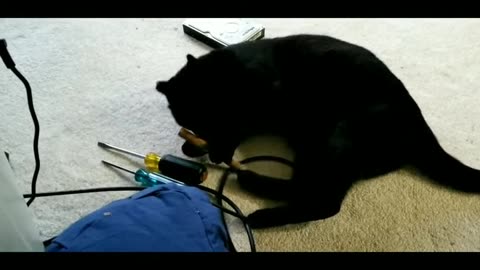 20240320 190815 Tux Munching Silvervine Stick