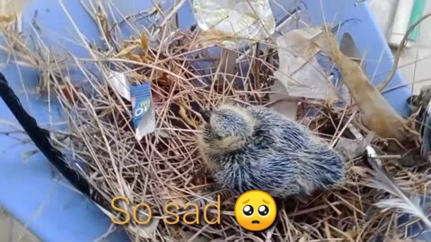 How to feed a baby pigeon #shaher Main Dhiat