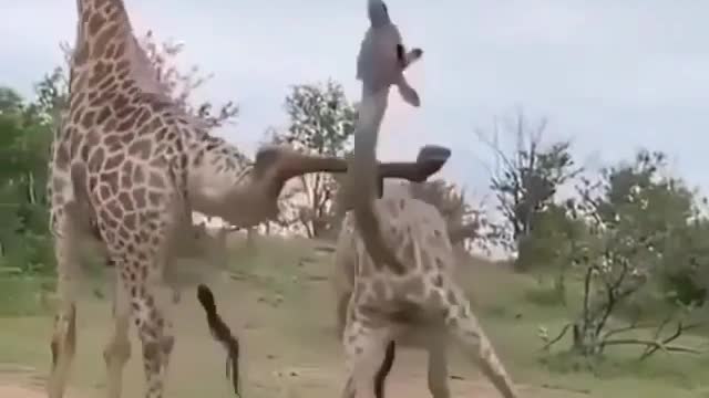 Two Giraffe Are Doing Amazing Yoga
