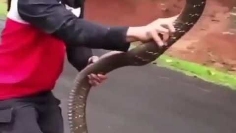 Catching King Cobra with bare hand 😳🐍