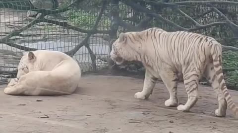 Male tiger vs female tiger real zoo fight