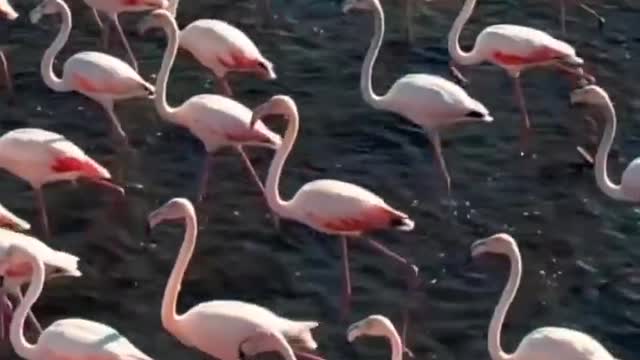 The flamingo