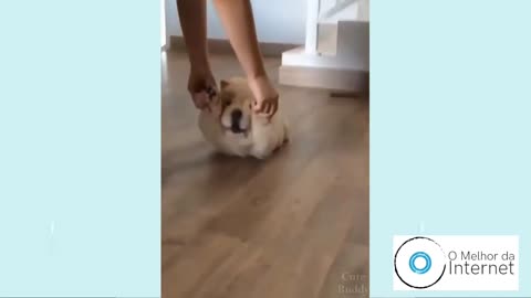 Cute Puppies Funny and Smart Dogs - Compiled