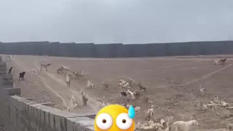 All dog 🤣🤣🤣🤣