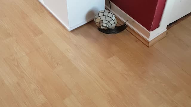 Typical Reggae Cat