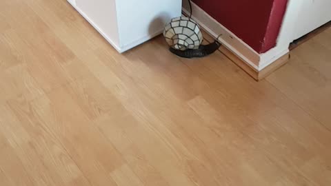 Typical Reggae Cat