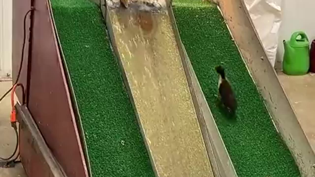 These adorable ducklings are the epitome of pure joy & playfulness! 🐥💦