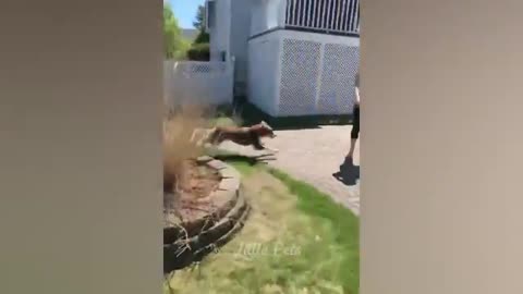 Funniest animals 2023😜 Best cats & Dogs videos🙉🙉 part 6