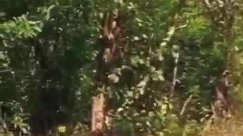 Spider prank