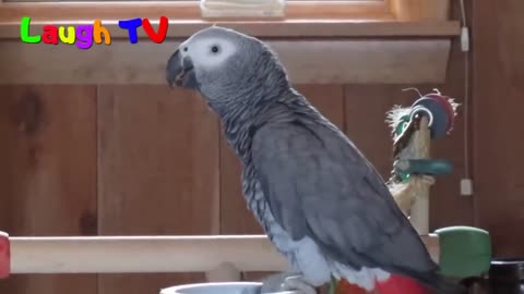 Funny Parrot - A Cute Funny Parrots Talking Videos Compilation ||NEW HD