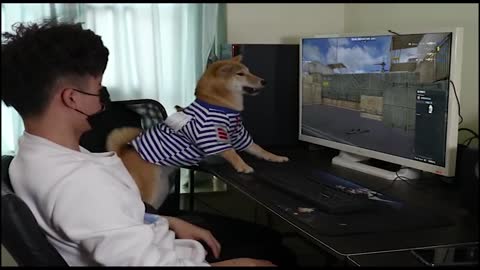Funny dog plaing p c games 😆😆😆