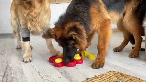 German Shepherd Puppy Tries Brain Games with Golden Retriever