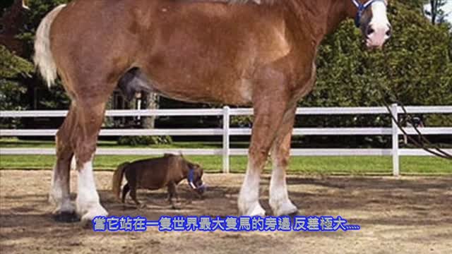 y2mate.com - 世界10個迷你動物你見過幾種 Top 10 Smallest Animals in The World_1080pFHR