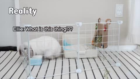 Life with Bunnies - Expectation vs Reality _p2