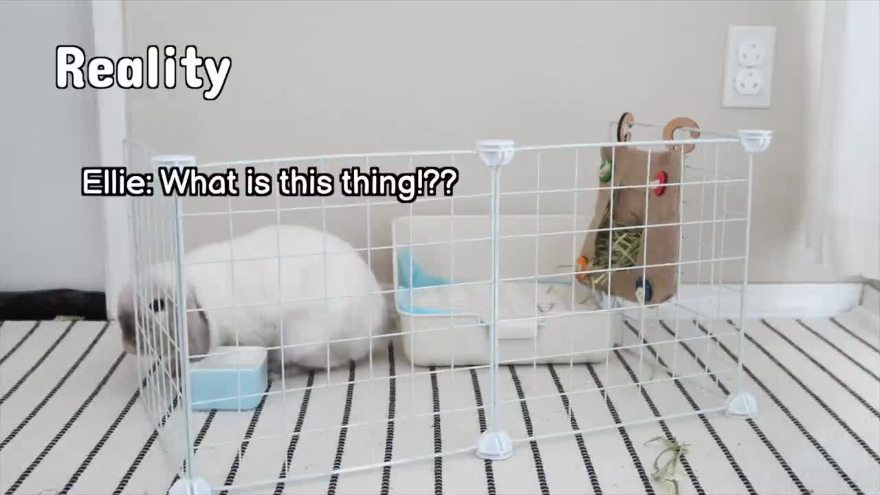 Life with Bunnies - Expectation vs Reality _p2