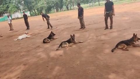 #animal training #dog#