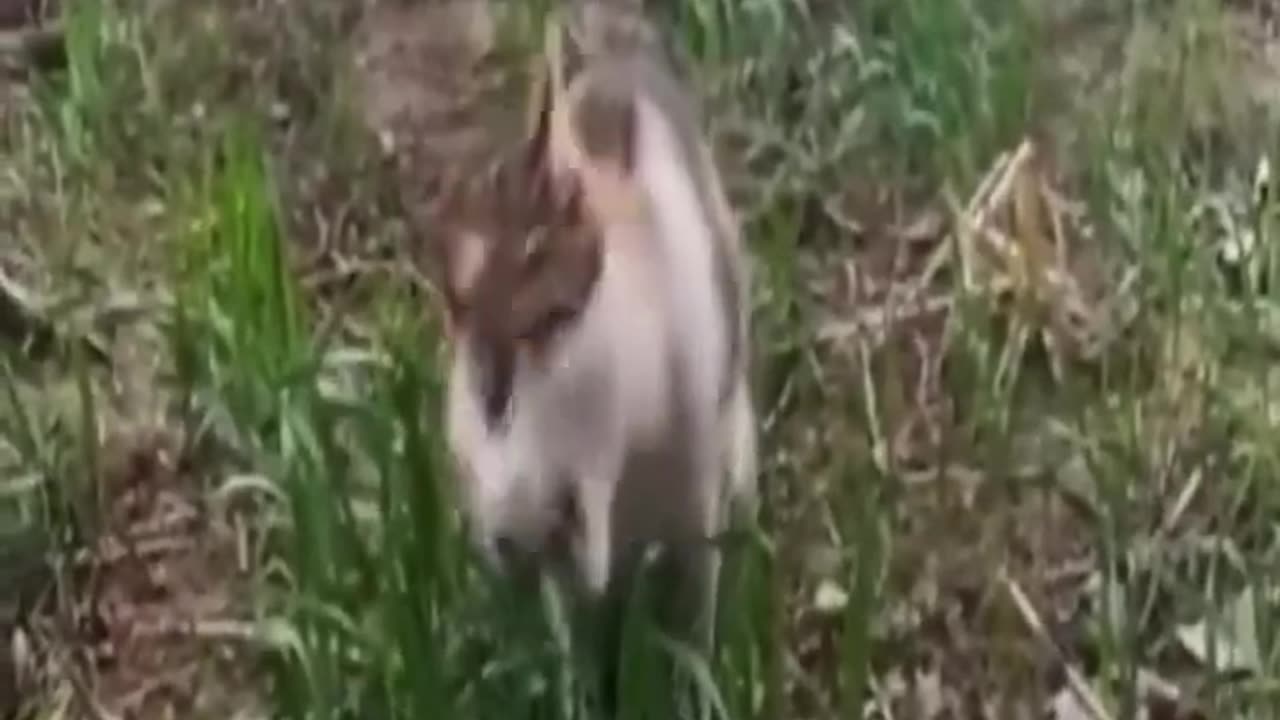 Best Funny Animal Video
