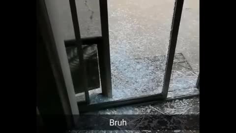 Funny Dog | insanedog
