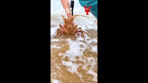 Catching Sea foods 🦞🦀🦪| Catching all sea food | Catching Crabs, oysters, Octopus, lobsters