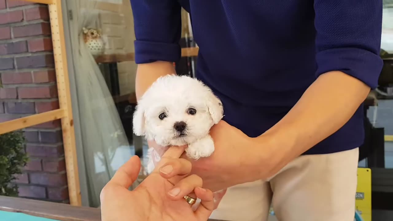 Bichon_firse__baby_video_cutest_and_lovely_puppies_-_Teacup_puppies_KimsKennelUS(1080p)