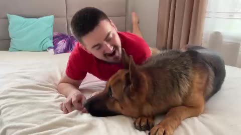Pretending to Bite My German Shepherd by the Ear