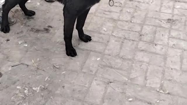 Dog 🐕 Shorts Video By Kingdom of Awais