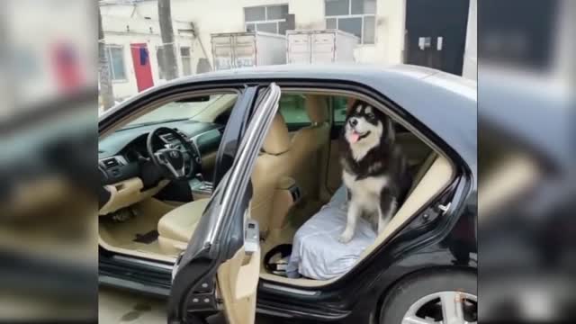 Funny Dogs animals enjoy