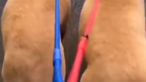 FUNNY VIDEOS OF ANIMAL'S