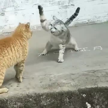 Fight two cutiest cats
