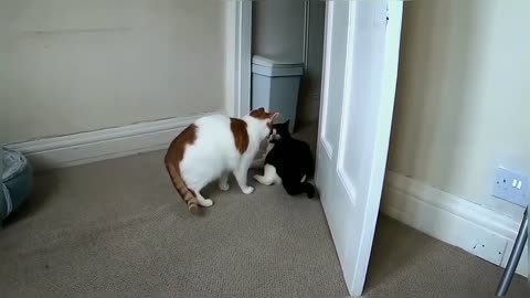 Cat Fight