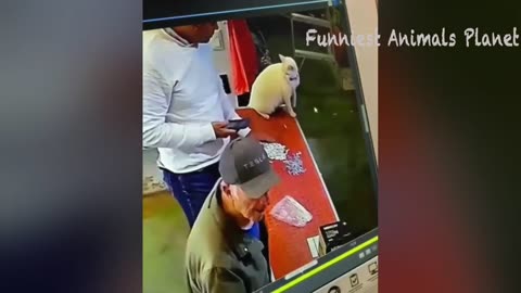 Funny Animal Vid
