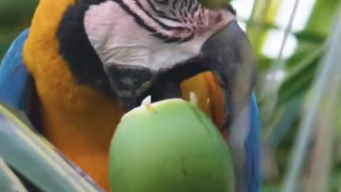 parrot drink water
