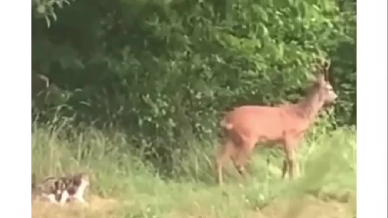 Cats thinks its a lion and attacks a deer 🤣