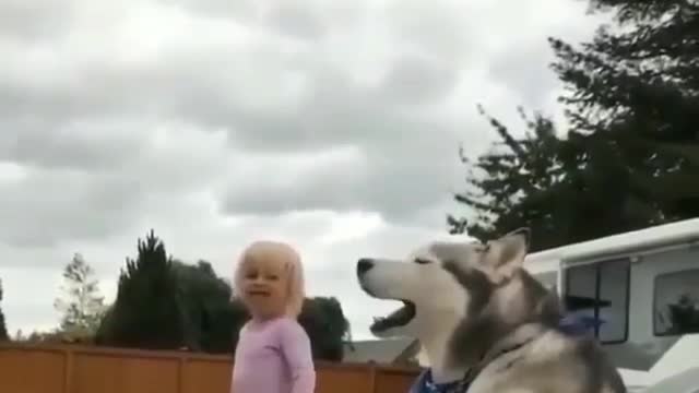 Husky and the little girl yelling loudly together