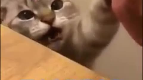 Cat funny video cat's meow meow meow 😺😺😺